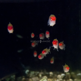 Comportemental Poissons_I2103