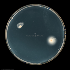 Culture Cellulaire_H5989