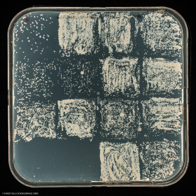 Culture Cellulaire_H6611