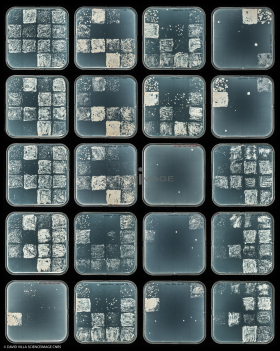 Culture Cellulaire_H6586-6605