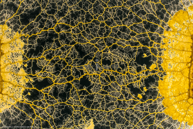 Le Blob_Myxomycète_H8069