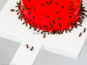 Fourmis-prise de décision collective_L4587