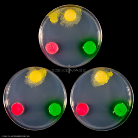 Physarum Polycephalum - le blob_H8786