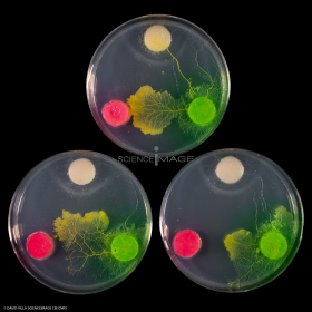 Physarum Polycephalum - le blob_H8801