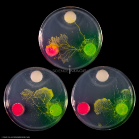 Physarum Polycephalum - le blob_H8810