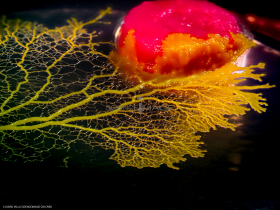 Physarum Polycephalum - le blob_L2_2709