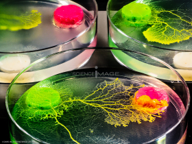 Physarum Polycephalum - le blob_L2_2858