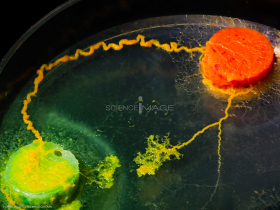 Physarum Polycephalum - le blob_L2_3198