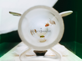 Voyeuristic flies-L2_1730