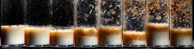 Voyeuristic flies-L2_1504-Panorama