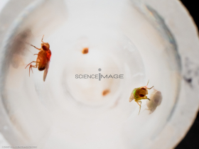 Voyeuristic flies-L2_1674