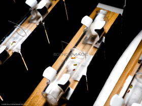 Voyeuristic flies-L2_1585