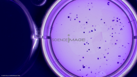 Culture Cellulaire_H2842