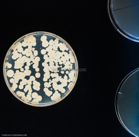 Culture Cellulaire_H3036