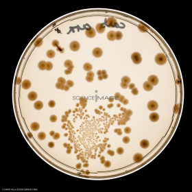 Culture Cellulaire_H3173
