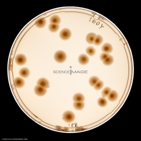Culture Cellulaire_H3211