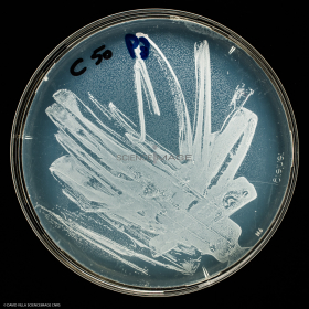 Culture Cellulaire_H3513
