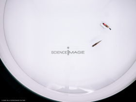 Poissons-Mécanismes comportementaux_Robotique-L4_8362