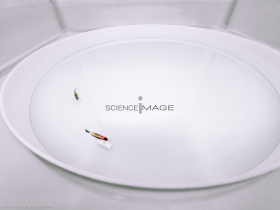 Poissons-Mécanismes comportementaux_Robotique-L4_8436