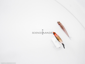 Poissons-Mécanismes comportementaux_Robotique-L4_8529