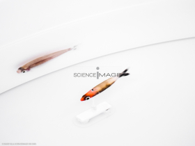 Poissons-Mécanismes comportementaux_Robotique-L4_8573