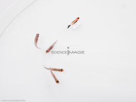 Poissons-Mécanismes comportementaux_Robotique-L4_8887