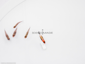 Poissons-Mécanismes comportementaux_Robotique-L4_8922