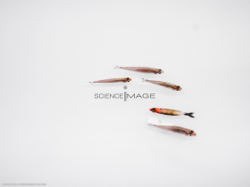 Poissons-Mécanismes comportementaux_Robotique-L4_9048