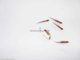 Poissons-Mécanismes comportementaux_Robotique-L4_9053