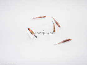 Poissons-Mécanismes comportementaux_Robotique-L4_9058