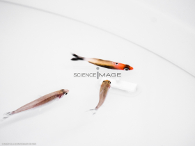 Poissons-Mécanismes comportementaux_Robotique-L4_9110