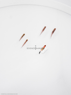 Poissons-Mécanismes comportementaux_Robotique-L4_9154