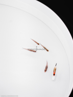 Poissons-Mécanismes comportementaux_Robotique-L4_9162