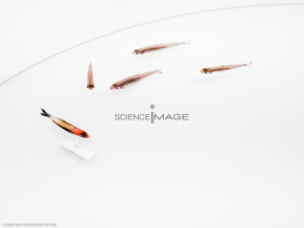 Poissons-Mécanismes comportementaux_Robotique-L4_9400