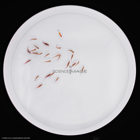 Poissons-Mécanismes comportementaux_Robotique-L4_9590