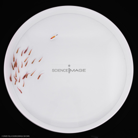 Poissons-Mécanismes comportementaux_Robotique-L4_9595