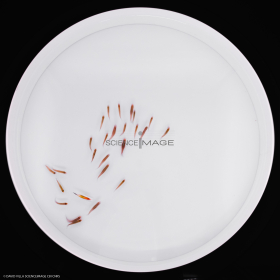 Poissons-Mécanismes comportementaux_Robotique-L4_9598