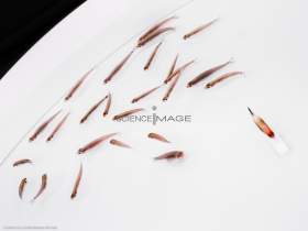 Poissons-Mécanismes comportementaux_Robotique-L4_9839