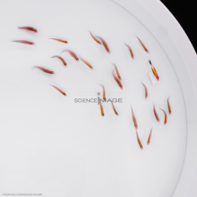 Poissons-Mécanismes comportementaux_Robotique-L4_9652