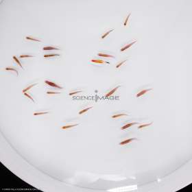 Poissons-Mécanismes comportementaux_Robotique-L4_9667