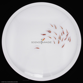 Poissons-Mécanismes comportementaux_Robotique-L4_9679