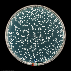 Culture Cellulaire_H4093