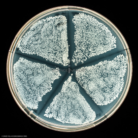 Culture Cellulaire_H4444