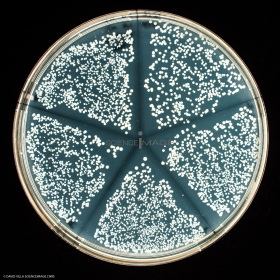 Culture Cellulaire_H4451