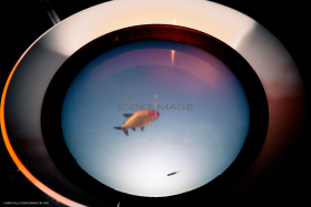 Dispositif Réalité Virtuelle Poissons_M2_0208