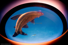 Dispositif Réalité Virtuelle Poissons_M2_0771