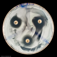 Culture Cellulaire_H6011