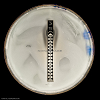 Culture Cellulaire_H6019
