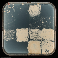 Culture Cellulaire_H6618