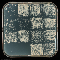 Culture Cellulaire_H6611